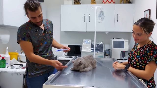 UYUMAYA GELEN KEDİ! ( Sıfır Tepki Verdi! ) смотреть онлайн