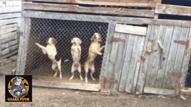 Русская пегая гончая, и русская гончая ! смотреть онлайн