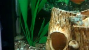 Цихлазома Эллиота и красные попугаи