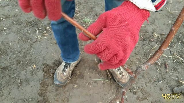 Как обрезать МОЛОДЫЕ ДЕРЕВЬЯ в саду от А до Я. Часть 1. смотреть онлайн