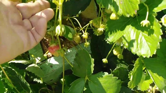 Я не успела с ней сделать ничего, а она снова зацвела и плодоносить начала.Вертикальная грядка. смотреть онлайн