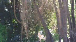 Жуткие нападения орла на людей и животных. Орел в деле. Eagle attacks on animals