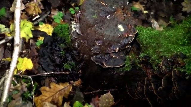 Грибы Голубки рядовки белые голубиные в лесу Старые Батеки смотреть онлайн