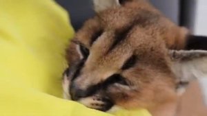 Little sleeping caracal kitten. Сонный каракал котёнок