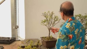 Создание Бонсай из Вишни Фудзи