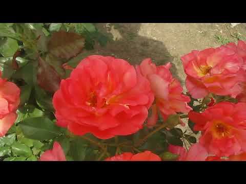 РОЗЫ. ЦВЕТЕНИЕ В АВГУСТЕ. смотреть онлайн