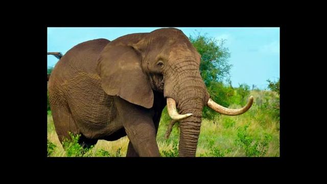 Топ-15 самых громких животных, которые опасны для слуха человека смотреть онлайн