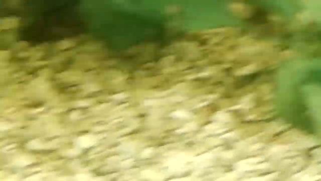 Новые рыбы приехали! Кривой таракатум!!! Макропод и другие!