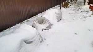 Зимовка роз!Снег! Как это важно!