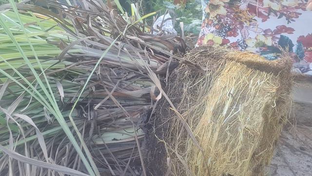 рассаживаем лемонграсс смотреть онлайн