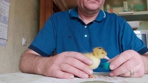 Утёнок - шпагатик, вертолетик. Чем ему помочь?
