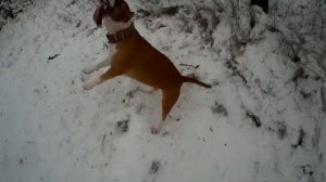 АМЕРИКАНСКИЙ БУЛЛИ ЭТО ПИТБУЛЬ ИЛИ НЕТ??