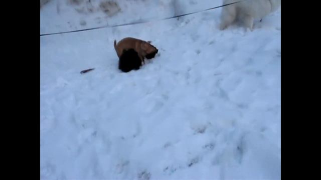 Samoyed Hector from Russia Я сказал - брэк! смотреть онлайн