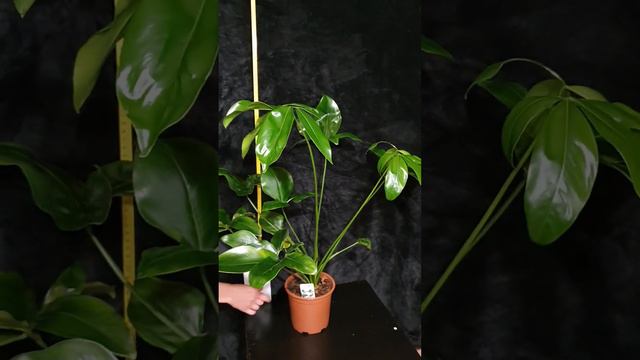 Филодендрон Фан Бан смотреть онлайн