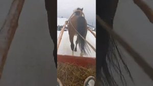 цыганские лошади город пермь