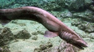 10 самых РЕДКИХ видов АКУЛ