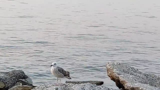 Небесная манна, костная мука, отсутствие информации...что еще увеличивает масштаб трагедии? смотреть онлайн