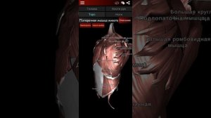 мышечная система в 3D (анатомия) для Android. "RU"
