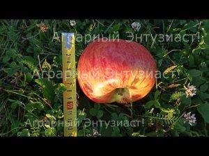 Яблоня сорт "Яблочный спас". Плоды.