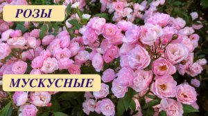 МУСКУСНЫЕ РОЗЫ. ЦВЕТУЩИЕ ФОНТАНЫ В САДУ. Musky roses. Rose Garden. Beautiful roses. ДАЧНЫЙ КРЕАТИВ.