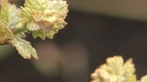 Работы на винограднике весной