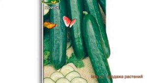 Огурец обыкновенный Стелла F1 (stella f1) ? Стелла F1 обзор: как сажать, семена огурца Стелла F1