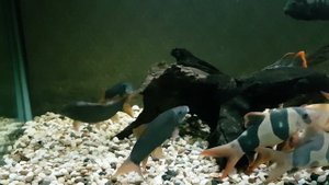 Боции и не только 8