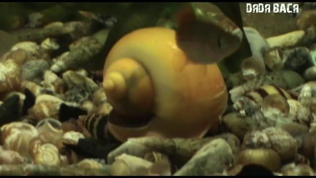 Улитка ампулярия! Размножение ампулярий и содержание в аквариуме! [#Ампулярия] смотреть онлайн