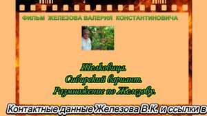 Шелковица. Сибирский вариант. Размножение по Железову.