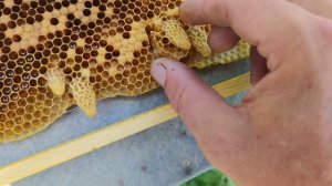 Как легко и качественно вырезать маточник для отводка на пасеке ???