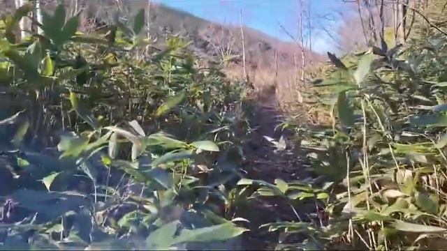 5.11.2023 Чертов и Ведьмин мост смотреть онлайн