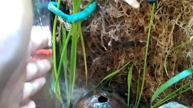Техническая сторона моего аква-флорариума.
