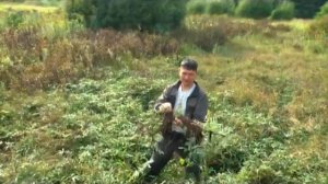 Как в природе найти и отличить сабельник