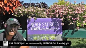 Dig Deep:  WHIRLWIND Pink Scaevola