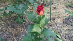 Мои первогодки (часть 1). Розы из частного питомника "Тимофей"