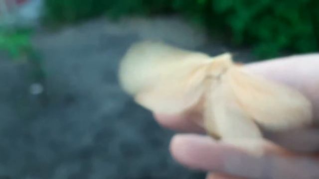 НОЧНАЯ БАБОЧКА РУЧНАЯ , ОТКЛАДЫВАЮЩАЯ ЯЙЦА смотреть онлайн