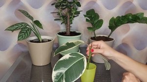 Укоренение фикуса каучуконосного (эластика). Что делать если каучуконосный фикус не укореняется