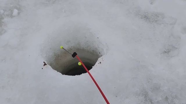Зимняя рыбалка/поклёвка в прямом эфире. Winter fishing / live bite #fishing #рыбалка #fishingvideo