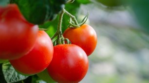 Как посадит вырастить томаты помидоры дома томат помидор в домашних условиях на подоконнике