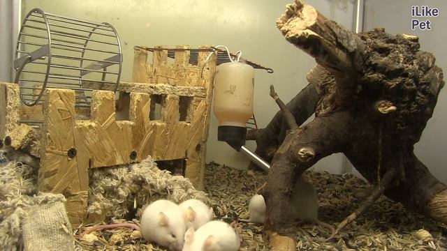 Мышь домашняя на ilikepet смотреть онлайн