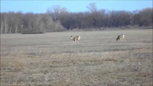 второй день косули нас не замечают