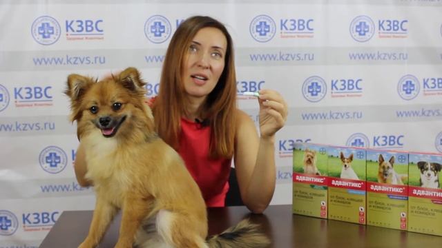 Как избавить от паразитов собак и кошек?