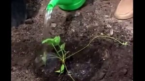 Как сажать клубнику? Видео о том, как правильно сажать клубнику!