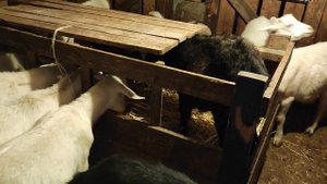 Вынужденный забой козлика.    "Ты на меня не надейся "....