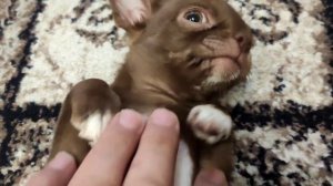 НЕДЕЛЯ С ЧИХУАХУА.Эмоции, страхи, игры... #чихуахуа #крым #домашниеживотные