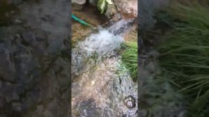 Ручей на даче.