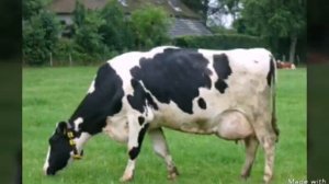 Какое ты домашнее животное по знаку задиака