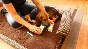 How to Deworm a Puppy Yourself At Home (and what you must know beforehand)