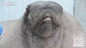 Талантливый морж