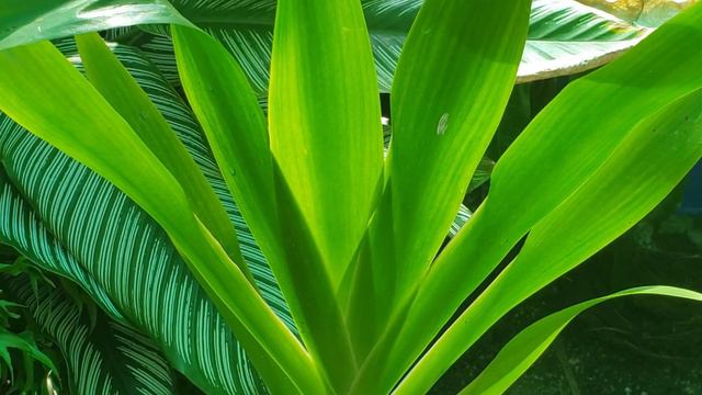 WHAT IS THE NAME OF THIS PLANT??? | Walking Iris or Gladiolus | Mystery Plant смотреть онлайн